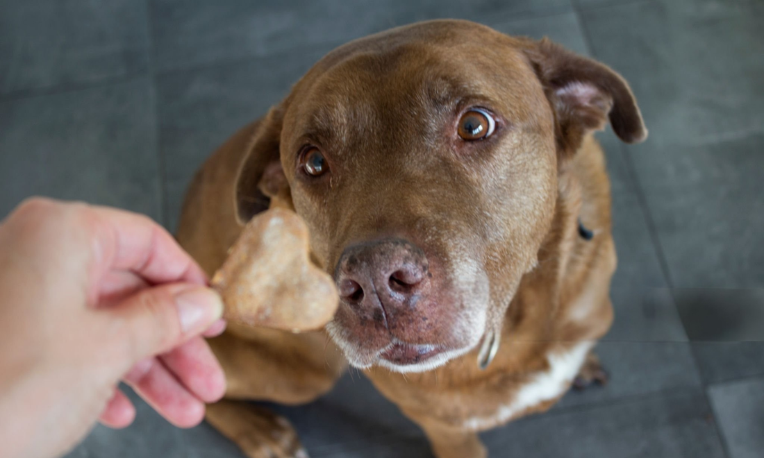 Dagelijkse Vitaliteit voor Honden: Waarom Eén Goede Chew per Dag Genoeg Kan Zijn
