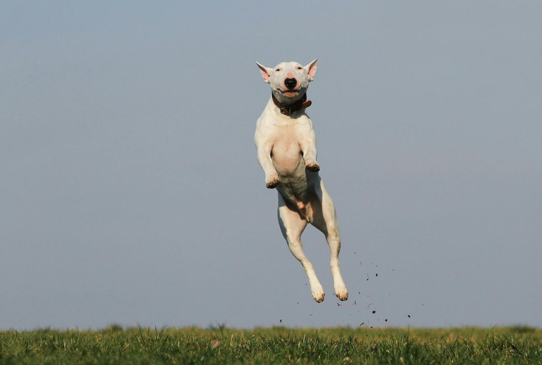 Weerstand bij Honden: Hoe Je Dagelijks Ondersteuning Biedt